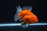 Thai Oranda  Calico 3.5 Inch (ID#927ToPTA-48) Free2Day SHIPPING