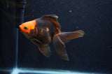 Ryukin Long Tail Red Black 4.5 Inch (ID#404Ry8a-6) Free2Day SHIPPING