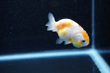 Baby Ranchu  Calico 2.5 Inch (ID#1015R9c-50) Free2Day SHIPPING