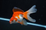 Ryukin Long Tail Red White 5 Inch (ID#304Ry8a-15) Free2Day SHIPPING