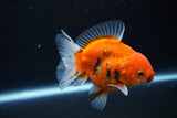 Thai Oranda  Calico 3.5 Inch (ID#927ToPTA-48) Free2Day SHIPPING