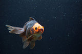 Ryukin Long Tail Red Black 4.5 Inch (ID#404Ry8a-6) Free2Day SHIPPING