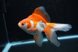 Ryukin Long Tail Red White 5 Inch (ID#304Ry8a-15) Free2Day SHIPPING