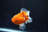 Thai Oranda  Calico 3.5 Inch (ID#927ToPTA-48) Free2Day SHIPPING