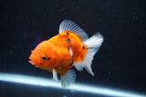 Thai Oranda  Calico 3.5 Inch (ID#927ToPTA-48) Free2Day SHIPPING