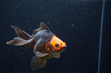 Ryukin Long Tail Red Black 4.5 Inch (ID#404Ry8a-6) Free2Day SHIPPING