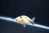 Baby Ranchu  Calico 2.5 Inch (ID#1015R9c-51) Free2Day SHIPPING