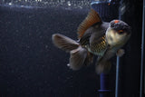 Thai Oranda  Tricolor 4.5 Inch (ID#1105To1b-64) Free2Day SHIPPING