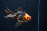 Ryukin Long Tail Red Black 4.5 Inch (ID#404Ry8a-6) Free2Day SHIPPING