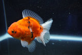 Thai Oranda  Calico 3.5 Inch (ID#927ToPTA-48) Free2Day SHIPPING