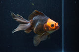 Ryukin Long Tail Red Black 4.5 Inch (ID#404Ry8a-6) Free2Day SHIPPING