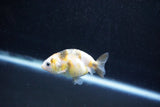 Baby Ranchu  Calico 2.5 Inch (ID#1015R9c-51) Free2Day SHIPPING