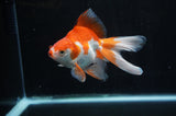 Ryukin Long Tail Red White 5 Inch (ID#304Ry8a-15) Free2Day SHIPPING