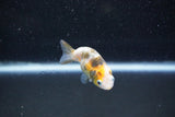 Baby Ranchu  Calico 2.5 Inch (ID#1015R9c-51) Free2Day SHIPPING