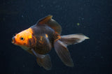 Ryukin Long Tail Red Black 4.5 Inch (ID#404Ry8a-6) Free2Day SHIPPING