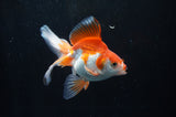 Ryukin Long Tail Red White 5 Inch (ID#304Ry8a-15) Free2Day SHIPPING