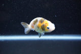 Baby Ranchu  Calico 2.5 Inch (ID#1015R9c-51) Free2Day SHIPPING