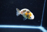 Baby Ranchu  Calico 2.5 Inch (ID#1015R9c-51) Free2Day SHIPPING