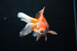 Ryukin Long Tail Red White 5 Inch (ID#304Ry8a-15) Free2Day SHIPPING