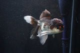 Thai Oranda  Tricolor 5 Inch (ID#1105To1b-65) Free2Day SHIPPING