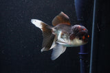 Thai Oranda  Tricolor 5 Inch (ID#1105To1b-65) Free2Day SHIPPING