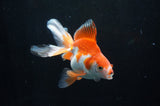 Ryukin Long Tail Red White 5 Inch (ID#304Ry8a-15) Free2Day SHIPPING