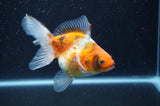 Ryukin Long Tail Calico 4.5 Inch (ID#408Ry8a-1) Free2Day SHIPPING