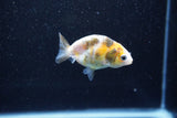 Baby Ranchu  Calico 2.5 Inch (ID#1015R9c-51) Free2Day SHIPPING