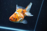 Ryukin Long Tail Calico 4.5 Inch (ID#408Ry8a-1) Free2Day SHIPPING