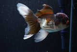 Thai Oranda  Tricolor 5 Inch (ID#1105To1b-65) Free2Day SHIPPING