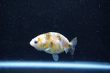 Baby Ranchu  Calico 2.5 Inch (ID#1015R9c-51) Free2Day SHIPPING