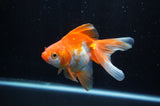 Ryukin Long Tail Red White 5 Inch (ID#304Ry8a-16) Free2Day SHIPPING