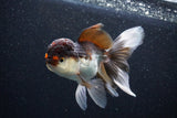 Thai Oranda  Tricolor 5 Inch (ID#1105To1b-65) Free2Day SHIPPING