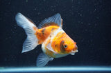 Ryukin Long Tail Calico 4.5 Inch (ID#408Ry8a-1) Free2Day SHIPPING