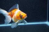 Ryukin Long Tail Calico 4.5 Inch (ID#408Ry8a-1) Free2Day SHIPPING