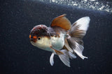 Thai Oranda  Tricolor 5 Inch (ID#1105To1b-65) Free2Day SHIPPING