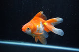 Ryukin Long Tail Red White 5 Inch (ID#304Ry8a-16) Free2Day SHIPPING