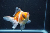 Ryukin Long Tail Calico 4.5 Inch (ID#408Ry8a-1) Free2Day SHIPPING