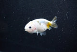 Baby Ranchu  Calico 3 Inch (ID#1015R9c-52) Free2Day SHIPPING