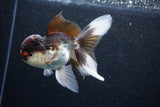 Thai Oranda  Tricolor 5 Inch (ID#1105To1b-65) Free2Day SHIPPING