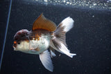 Thai Oranda  Tricolor 5 Inch (ID#1105To1b-65) Free2Day SHIPPING