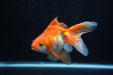 Ryukin Long Tail Red White 5 Inch (ID#304Ry8a-16) Free2Day SHIPPING