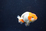 Juvenile Lionchu  Red White 3 Inch (ID#1203R11b-15) Free2Day SHIPPING