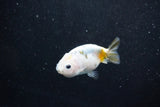 Baby Ranchu  Calico 3 Inch (ID#1015R9c-52) Free2Day SHIPPING