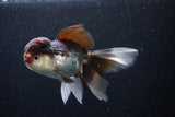 Thai Oranda  Tricolor 5 Inch (ID#1105To1b-65) Free2Day SHIPPING