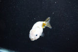 Baby Ranchu  Calico 3 Inch (ID#1015R9c-52) Free2Day SHIPPING