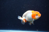 Juvenile Lionchu  Red White 3 Inch (ID#1203R11b-15) Free2Day SHIPPING