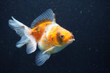 Ryukin Long Tail Calico 4.5 Inch (ID#408Ry8a-1) Free2Day SHIPPING