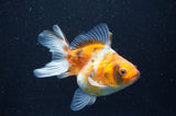 Ryukin Long Tail Calico 4.5 Inch (ID#408Ry8a-1) Free2Day SHIPPING