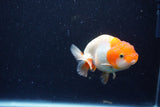 Juvenile Lionchu  Red White 3 Inch (ID#1203R11b-15) Free2Day SHIPPING